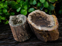 Polished On One Side Petrified Wood Branches x 3 From Gokwe, Zimbabwe