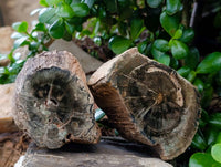 Polished On One Side Petrified Wood Branches x 3 From Gokwe, Zimbabwe