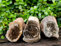 Polished On One Side Petrified Wood Branches x 3 From Gokwe, Zimbabwe
