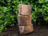 Polished On One Side Petrified Wood Branches x 3 From Gokwe, Zimbabwe