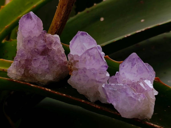 Natural Amethyst Spirit Quartz Clusters x 20 From Boekenhouthoek, South Africa
