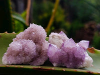 Natural Amethyst Spirit Quartz Clusters x 20 From Boekenhouthoek, South Africa