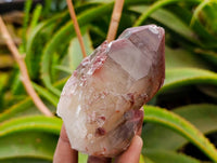 Natural Red Hematoid Quartz Crystals x 13 From Karoi, Zimbabwe