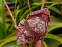 Natural Red Hematoid Quartz Crystals x 13 From Karoi, Zimbabwe