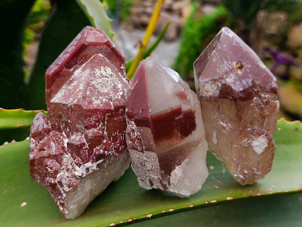 Natural Red Hematoid Quartz Crystals x 13 From Karoi, Zimbabwe