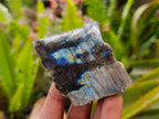 Polished On One Side Labradorite x 12 From Tulear, Madagascar - Toprock Gemstones and Minerals 