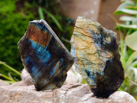 Polished On One Side Labradorite x 12 From Tulear, Madagascar
