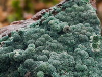 Natural Drusy Coated Malachite On Dolomite Specimen x 1 From Lupoto Mine, Congo