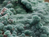 Natural Drusy Coated Malachite On Dolomite Specimen x 1 From Lupoto Mine, Congo