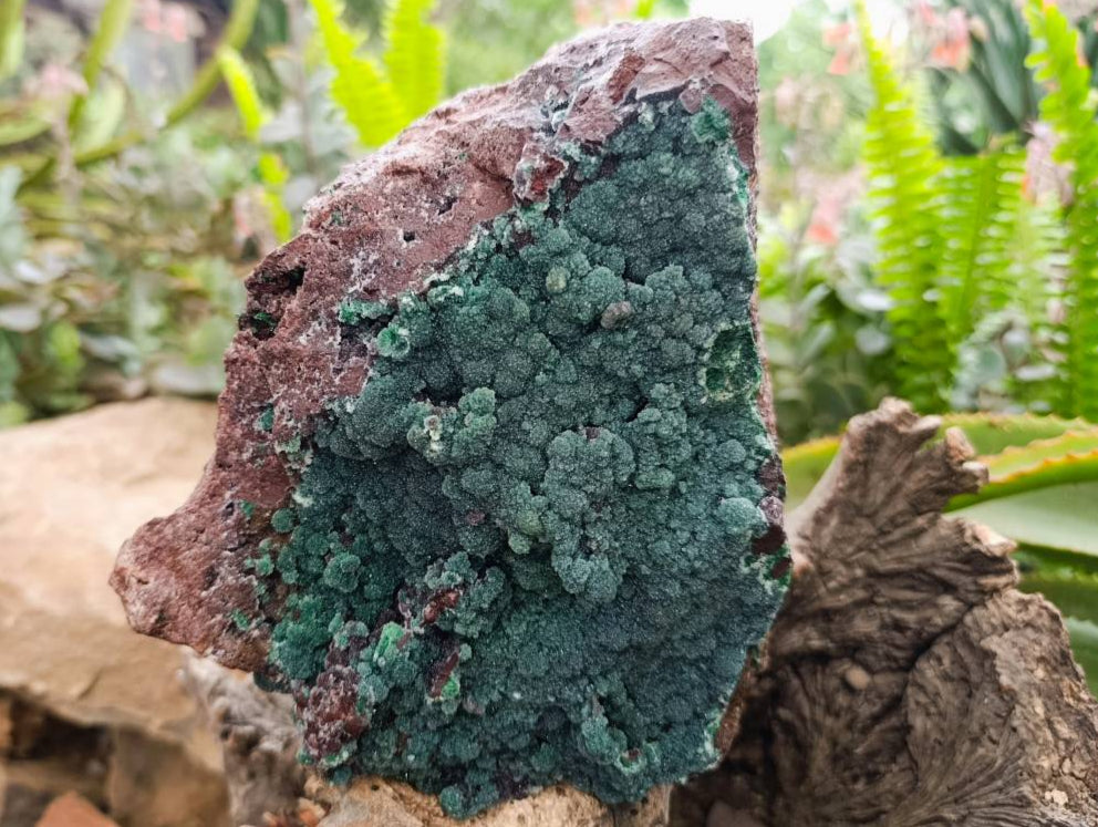 Natural Drusy Coated Malachite On Dolomite Specimen x 1 From Lupoto Mine, Congo - Toprock Gemstones and Minerals 
