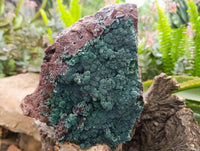 Natural Drusy Coated Malachite On Dolomite Specimen x 1 From Lupoto Mine, Congo