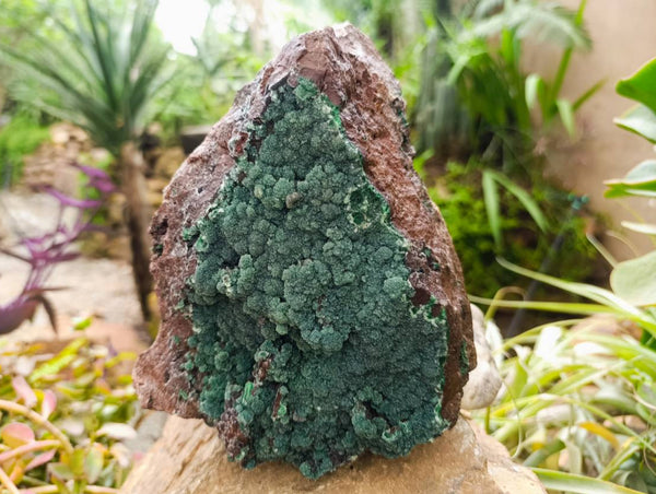 Natural Drusy Coated Malachite On Dolomite Specimen x 1 From Lupoto Mine, Congo