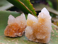 Natural Golden Limonite Spirit Quartz Crystals x 35 From Boekenhouthoek, South Africa