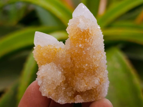 Natural Golden Limonite Spirit Quartz Crystals x 35 From Boekenhouthoek, South Africa