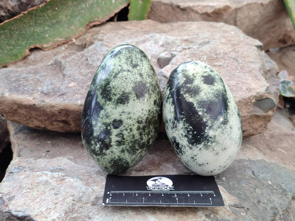 Polished Leopard Stone Free Forms x 6 From Zimbabwe - Toprock Gemstones and Minerals 
