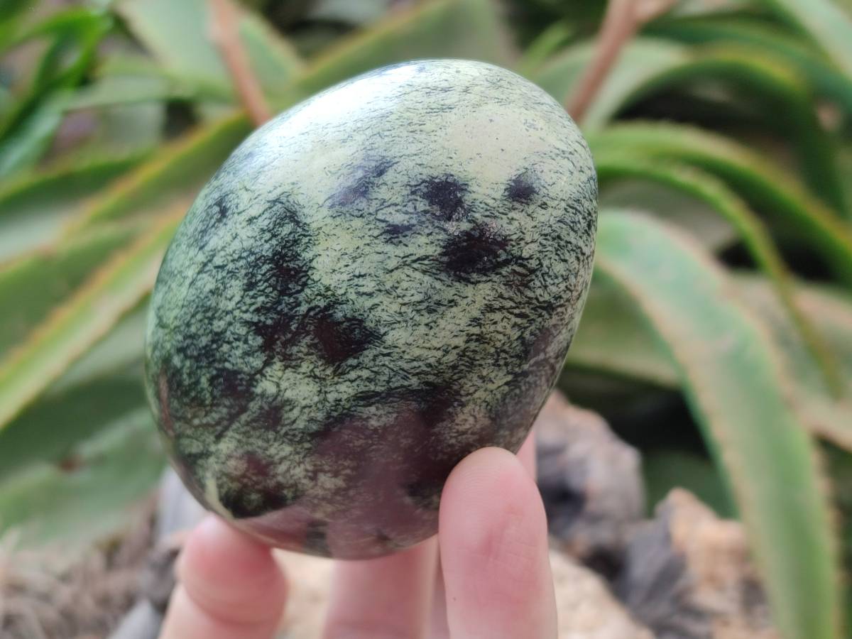 Polished Leopard Stone Free Forms x 6 From Zimbabwe - Toprock Gemstones and Minerals 