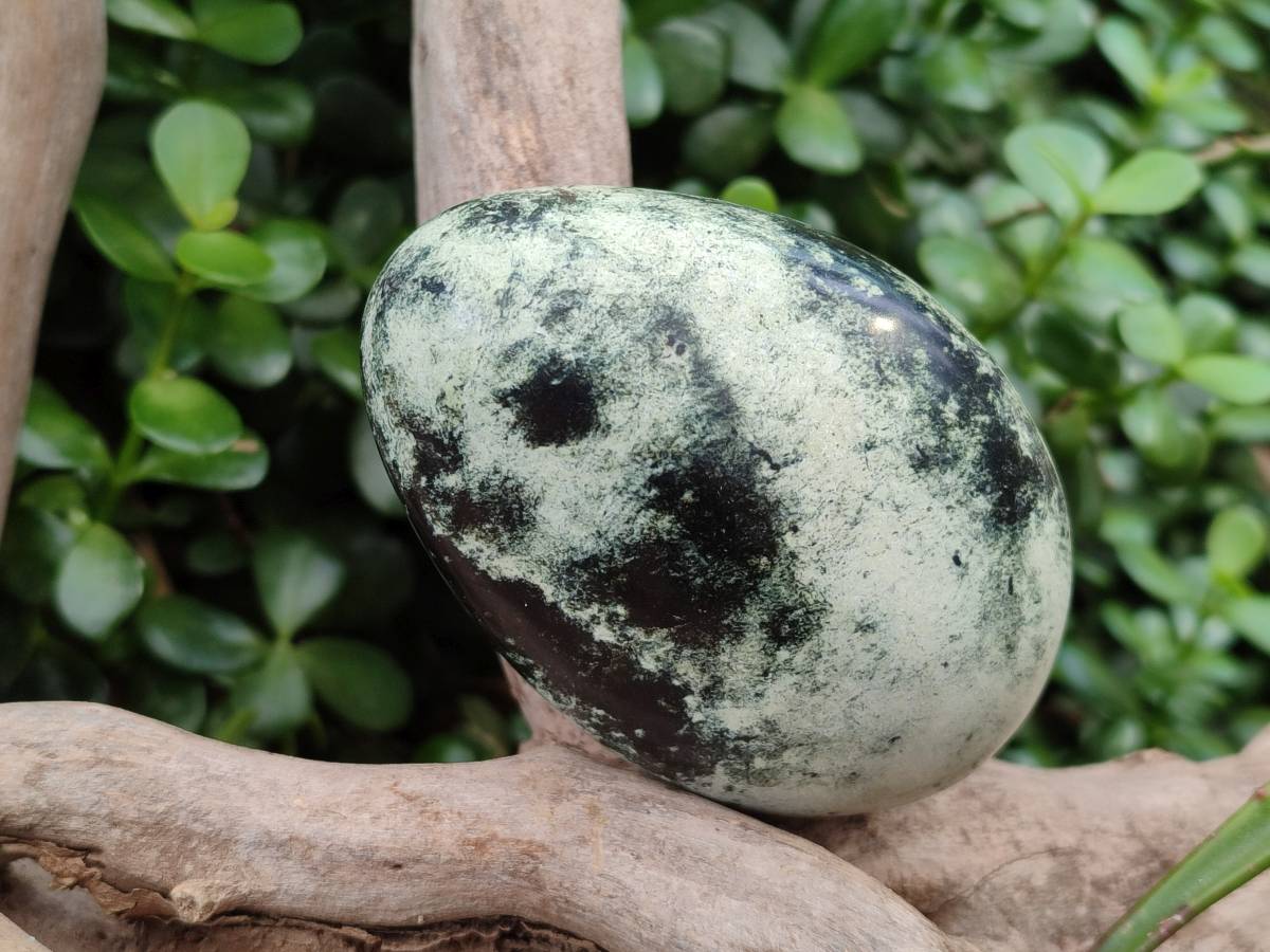 Polished Leopard Stone Free Forms x 6 From Zimbabwe - Toprock Gemstones and Minerals 