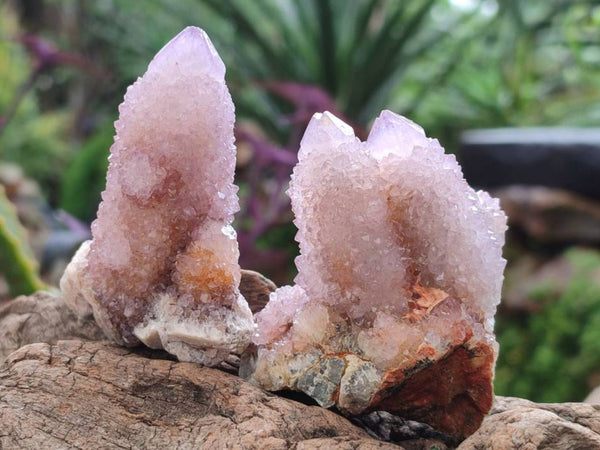 Natural Amethyst Spirit Quartz And Ametrine Clusters x 12 From Boekenhouthoek, South Africa