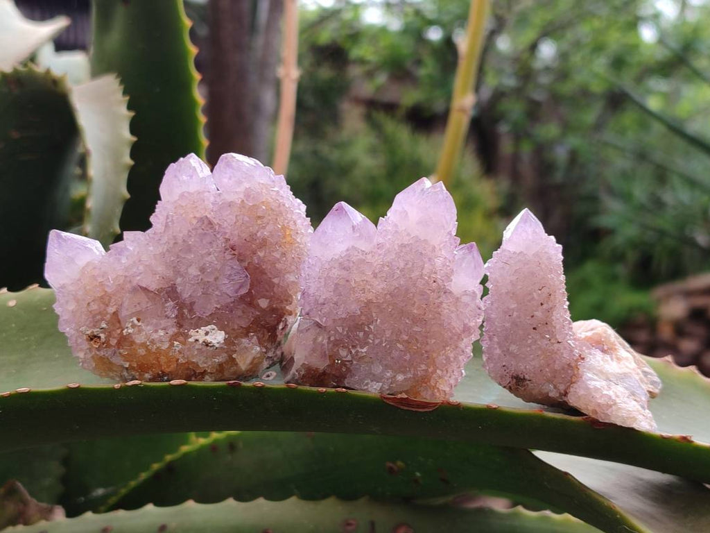 Natural Amethyst Spirit Quartz And Ametrine Clusters x 12 From Boekenhouthoek, South Africa - Toprock Gemstones and Minerals 
