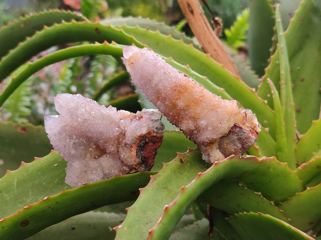 Natural Amethyst Spirit Quartz And Ametrine Clusters x 12 From Boekenhouthoek, South Africa - Toprock Gemstones and Minerals 