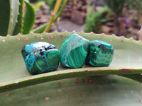 Polished Malacolla Free Forms x 35 From Kulukuluku, Congo