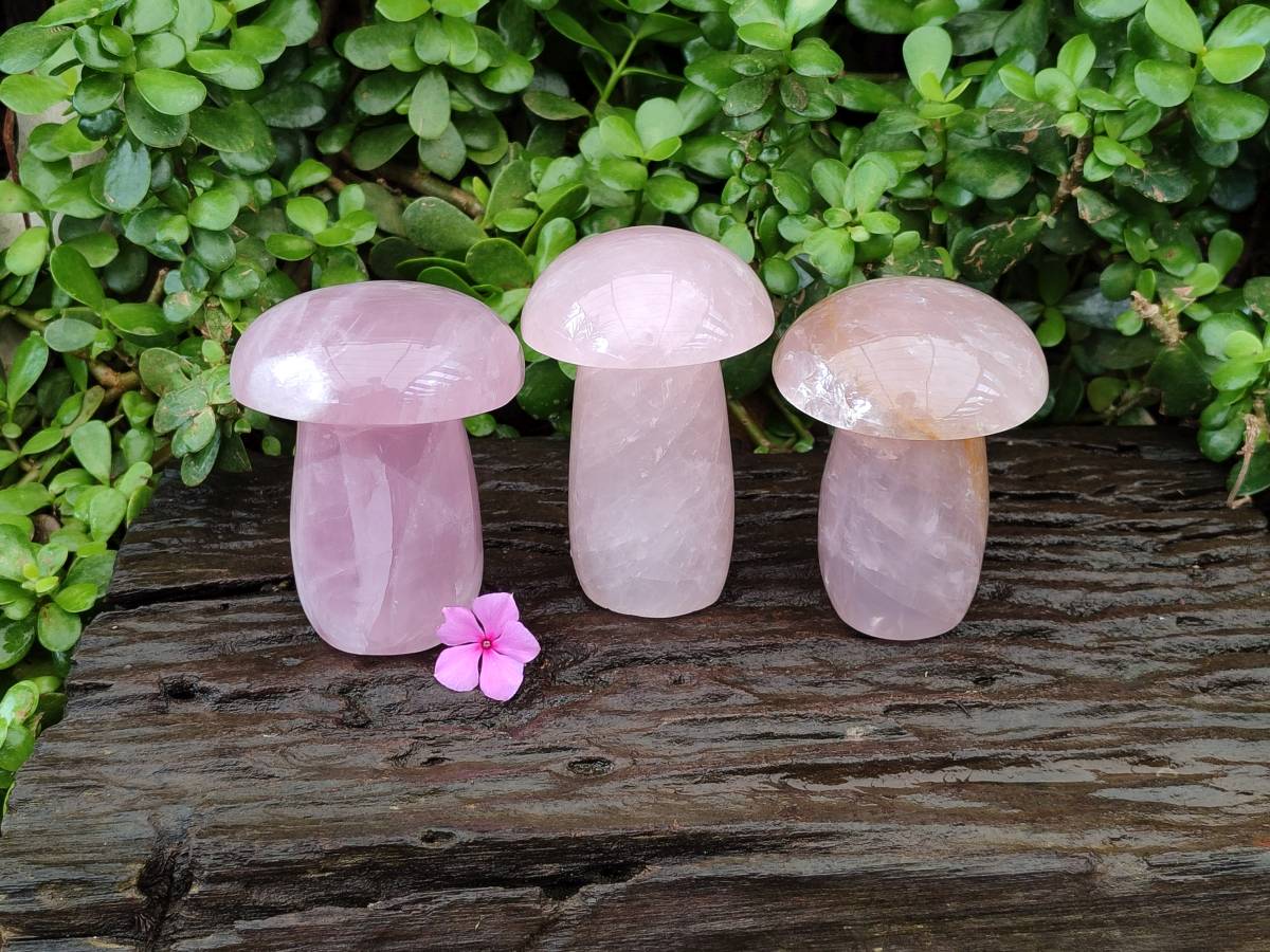 Polished Rose Quartz Mushrooms x 3 From Madagascar - Toprock Gemstones and Minerals 