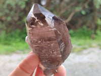 Natural Smokey Quartz Crystals x 6 From Mulanje, Malawi
