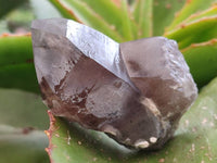Natural Smokey Quartz Crystals x 6 From Mulanje, Malawi