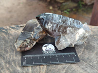 Natural Smokey Quartz Crystals x 6 From Mulanje, Malawi