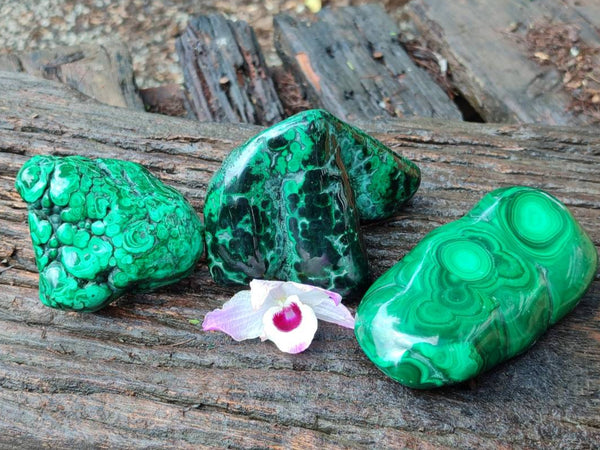 Polished Flower Banded Malachite Free Forms x 3 From Congo
