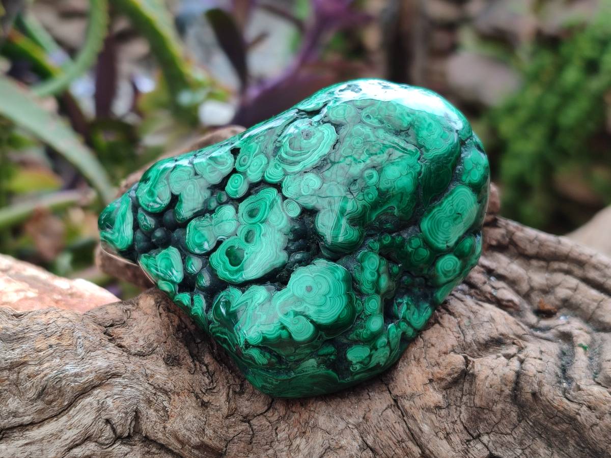 Polished Flower Banded Malachite Free Forms x 3 From Congo - Toprock Gemstones and Minerals 