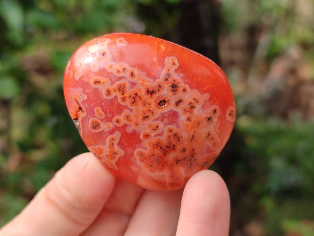 Polished Carnelian Agate Gemstone Galets x 20 From Madagascar - Toprock Gemstones and Minerals 