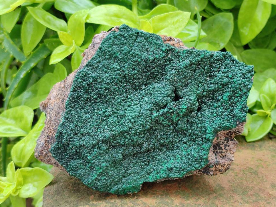 Natural Botryoidal Malachite Specimens x 5 From Congo - Toprock Gemstones and Minerals 
