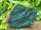 Natural Botryoidal Malachite Specimens x 5 From Congo - Toprock Gemstones and Minerals 
