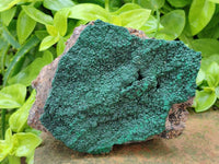 Natural Botryoidal Malachite Specimens x 5 From Congo