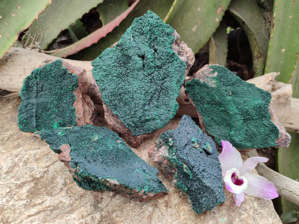 Natural Botryoidal Malachite Specimens x 5 From Congo - Toprock Gemstones and Minerals 