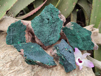 Natural Botryoidal Malachite Specimens x 5 From Congo