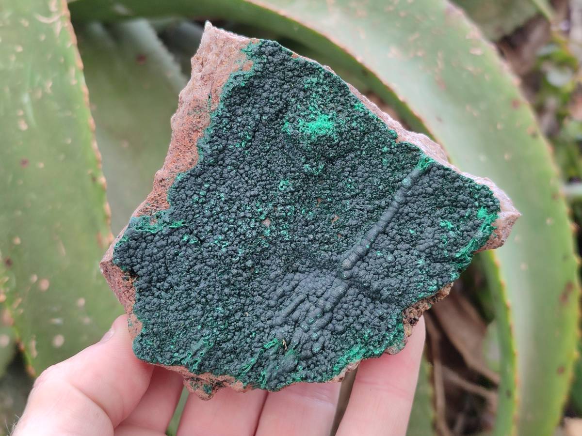 Natural Botryoidal Malachite Specimens x 5 From Congo - Toprock Gemstones and Minerals 