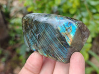 Polished Labradorite Standing Free Forms x 6 From Tulear, Madagascar