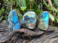 Polished Labradorite Standing Free Forms x 6 From Tulear, Madagascar