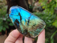 Polished Labradorite Standing Free Forms x 6 From Tulear, Madagascar