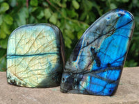 Polished Labradorite Standing Free Forms x 6 From Tulear, Madagascar