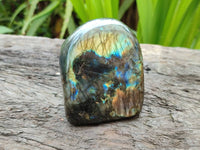 Polished Labradorite Standing Free Forms x 6 From Tulear, Madagascar