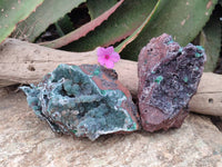 Natural Drusy Ball Malachite On Dolomite Matrix Specimens x 2 From Mindingi Mine, Kambove, Congo