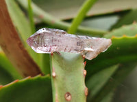 Natural Window Amethyst Crystals x 71 From Chiredzi, Zimbabwe