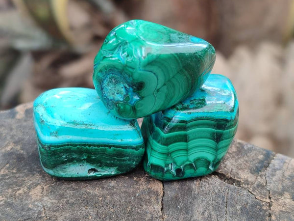 Polished Malacolla Free Forms x 35 From Kulukuluku, Congo