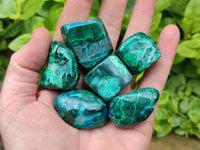 Polished Malacolla Free Forms x 35 From Kulukuluku, Congo