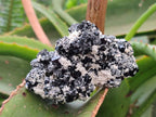 Natural Schorl Black Tourmaline with Associated Minerals x 6 From Erongo, Namibia - Toprock Gemstones and Minerals 