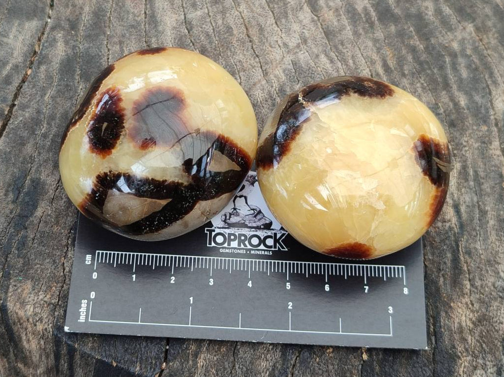 Polished Septerye Palm Stones x 12 From Mahajanga, Madagascar - Toprock Gemstones and Minerals 