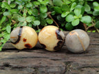 Polished Septerye Palm Stones x 12 From Mahajanga, Madagascar - Toprock Gemstones and Minerals 